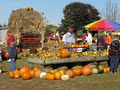Shantzholm Pumpkins image 6
