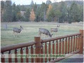 Singing Pines Bed & Breakfast image 6