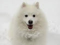 BC Snow Dogs logo
