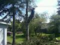 Gerry's Cheapest Tree Removal Service image 1