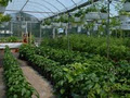 Les Serres Bio-Fruits Greenhouses image 3
