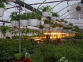 Les Serres Bio-Fruits Greenhouses image 1