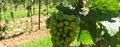 Matos Winery image 2