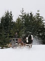 Old Mill Clydesdales Sleigh Rides image 2