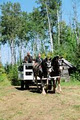 Old Mill Clydesdales Sleigh Rides image 3