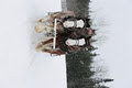 Old Mill Clydesdales Sleigh Rides logo