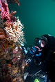 Pinnacle Scuba Adventures image 2