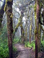 Rogath Mtuy Kilimanjaro Hiking image 2