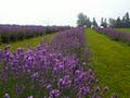 Seafoam Lavender Farm Ltd. image 2