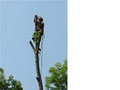 The Arbor Barber Tree Service image 2