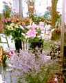 montreal florist image 6