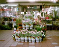 montreal florist image 1