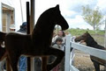 École d'équitation la Ferme du Centaure image 6