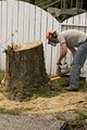 - Got Stump? - Stump Grinding / Stump Removal Edmonton Alberta image 3