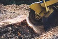 Andy's Tree Service & Stump Grinding Abbotsford image 1