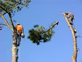 Andy's Tree Service & Stump Grinding Abbotsford image 2