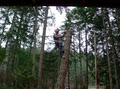 Andy's Tree Service & Stump Grinding Langley image 2