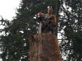 Andy's Tree Service & Stump Grinding Langley image 4
