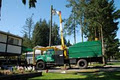 Arbor Pro Tree Services Ltd. image 2