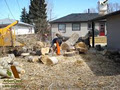 ArborCare Tree Service Ltd. image 6