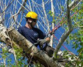 Arborist - Chipps Tree Care Inc. image 4
