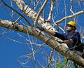 Arborist - Chipps Tree Care Inc. image 5