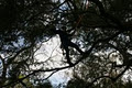 Arborwood Tree Service Inc. image 4