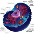 Biology Tutor image 2