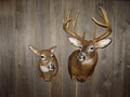 Bluewater Taxidermy logo