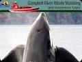 Campbell River Whale Watching & Adventure Tours image 3