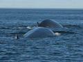 Croisières Baleines Neptune image 4