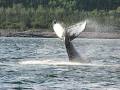 Croisières Baleines Neptune image 6
