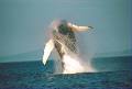 Croisières Baleines Neptune image 1