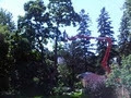 Dave's Tree Service image 3