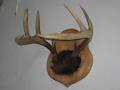 Denis le taxidermiste image 1