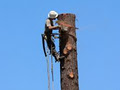Executive Tree Care image 2