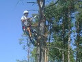 Executive Tree Care image 3