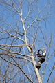 Executive Tree Care image 5