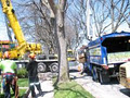 Executive Tree and Stump Removals image 4