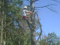 Executive Tree and Stump Removals image 5