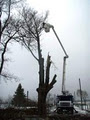 Executive Tree and Stump Removals image 1