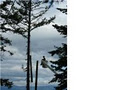 Fisher Tree Service image 2