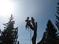 Fisher Tree Service image 4
