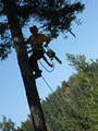 Fisher Tree Service image 5