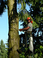 Fraser Valley Tree Service Ltd image 2