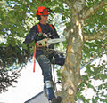 Fraser Valley Tree Service Ltd image 3