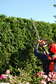 Fraser Valley Tree Service Ltd image 6