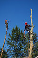 Fraser Valley Tree Service Ltd image 1