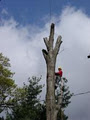 Glenwood Tree Service Inc. image 1