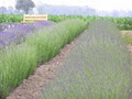 Great Lakes Lavender image 2
